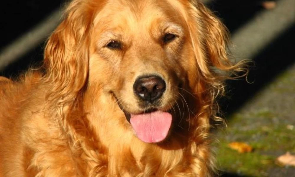 Σκύλος αρνείται να κουρευτεί ''δείχνοντας'' τα δόντια του!